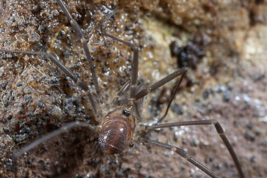 Image of Sabacon cavicolens (Packard 1884)