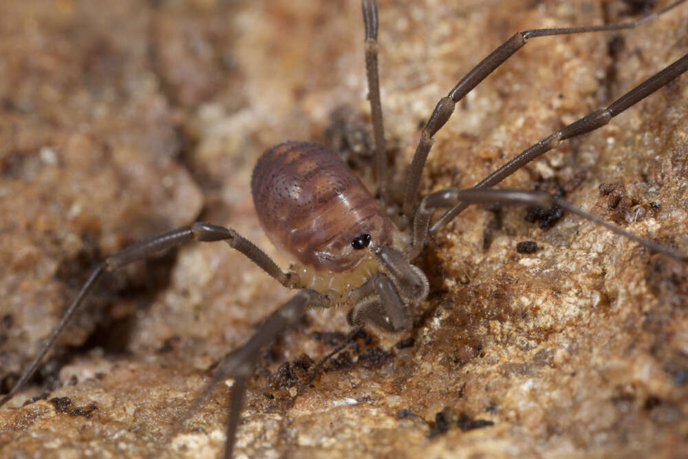 Image of Sabacon cavicolens (Packard 1884)