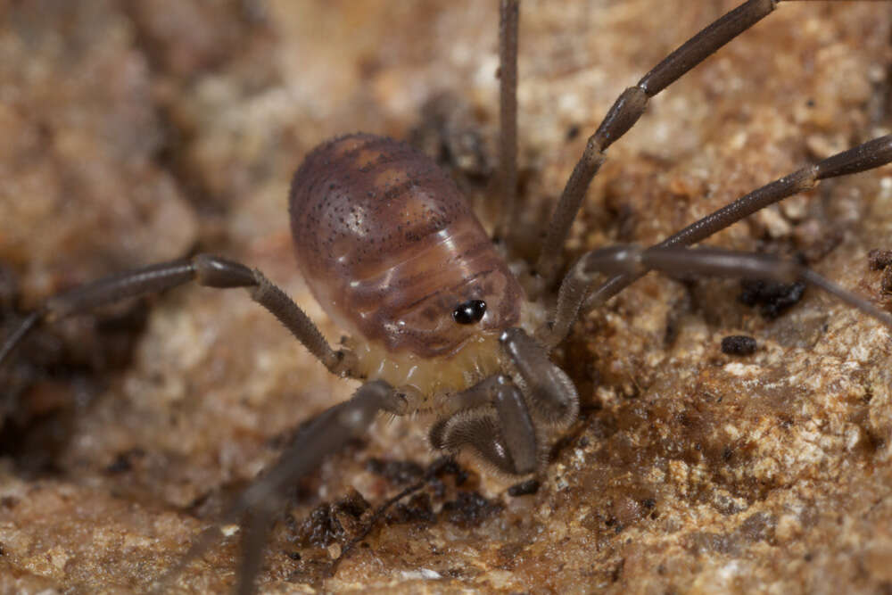 Image of Sabacon cavicolens (Packard 1884)