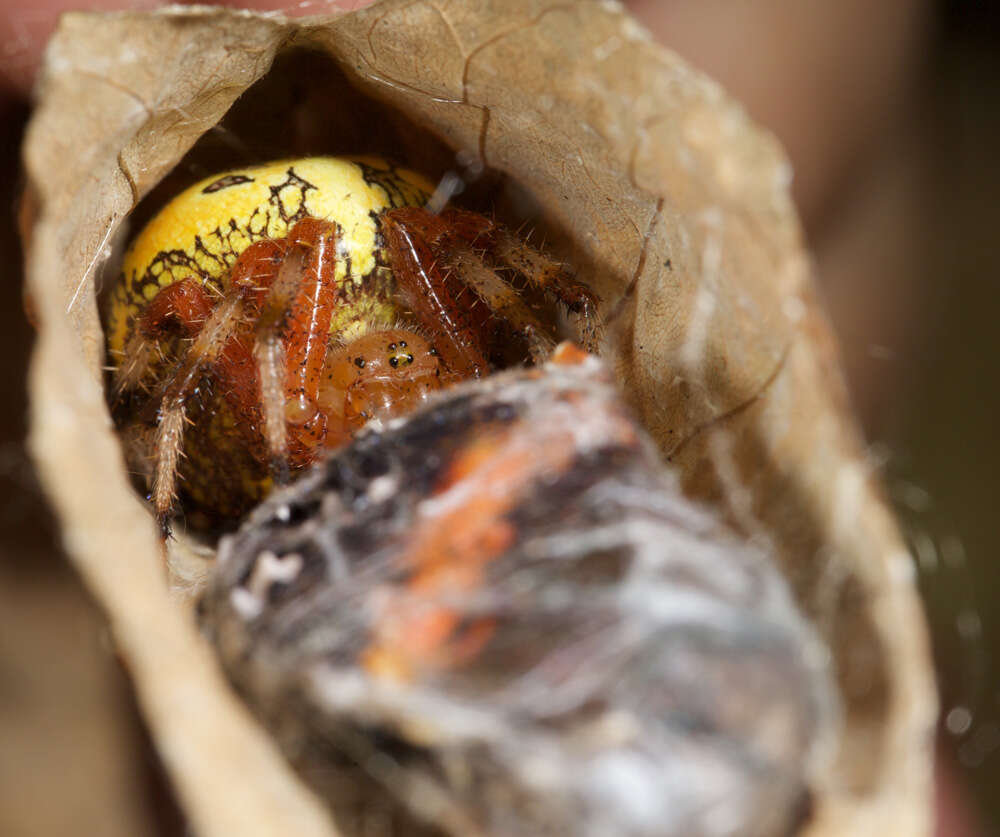 Image of Angulate & Roundshouldered Orbweaver