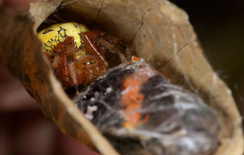 Image of Angulate & Roundshouldered Orbweaver