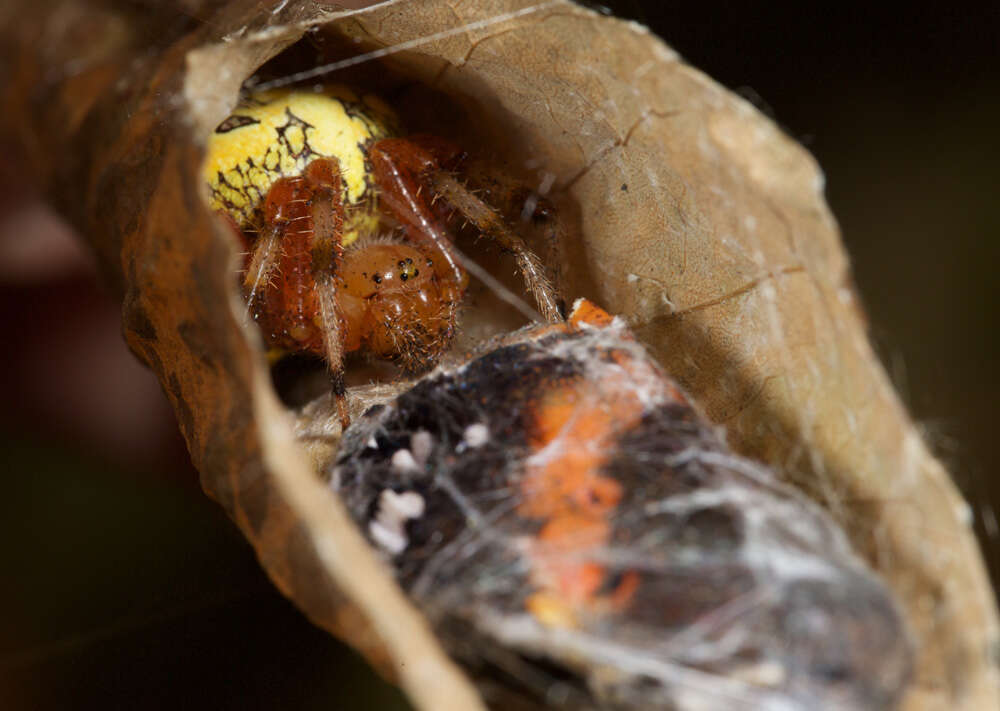 Image of Angulate & Roundshouldered Orbweaver