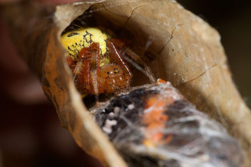 Image of Angulate & Roundshouldered Orbweaver