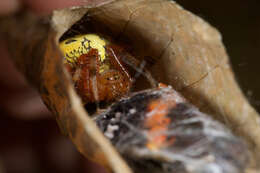 Image of Angulate & Roundshouldered Orbweaver