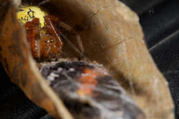 Image of Angulate & Roundshouldered Orbweaver