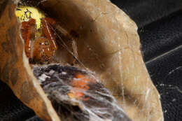 Image of Angulate & Roundshouldered Orbweaver