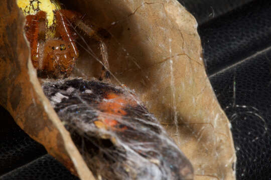 Image of Angulate & Roundshouldered Orbweaver