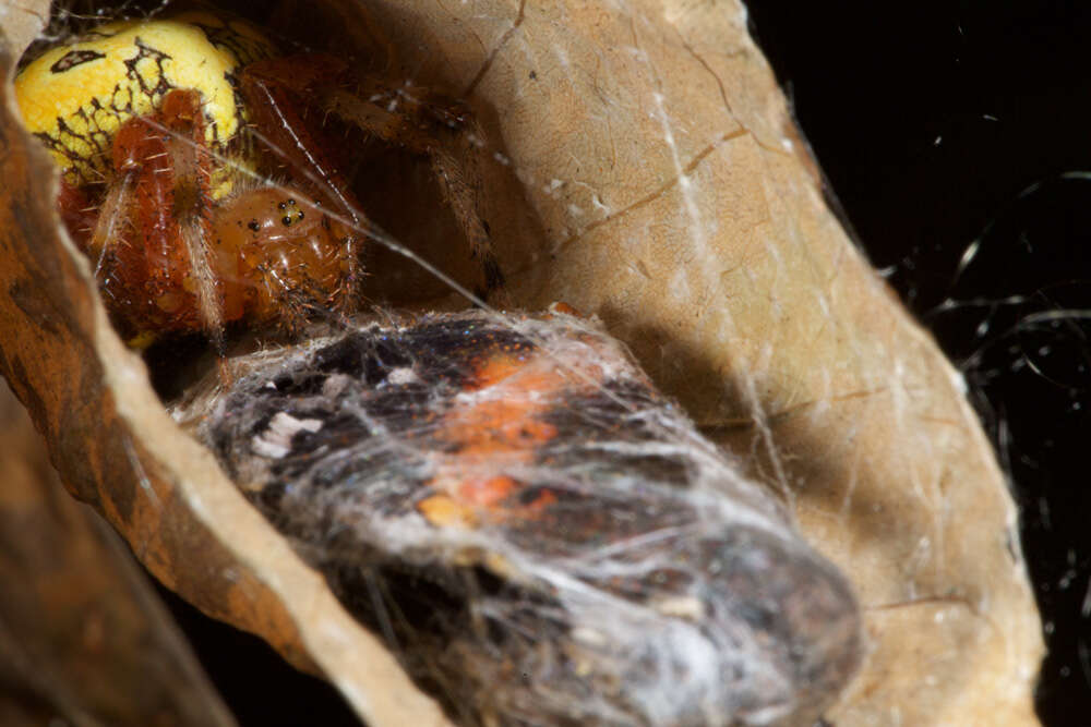 Image of Angulate & Roundshouldered Orbweaver