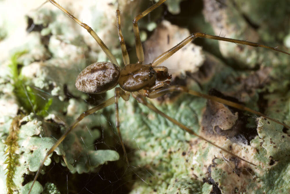 Image of Drapetisca