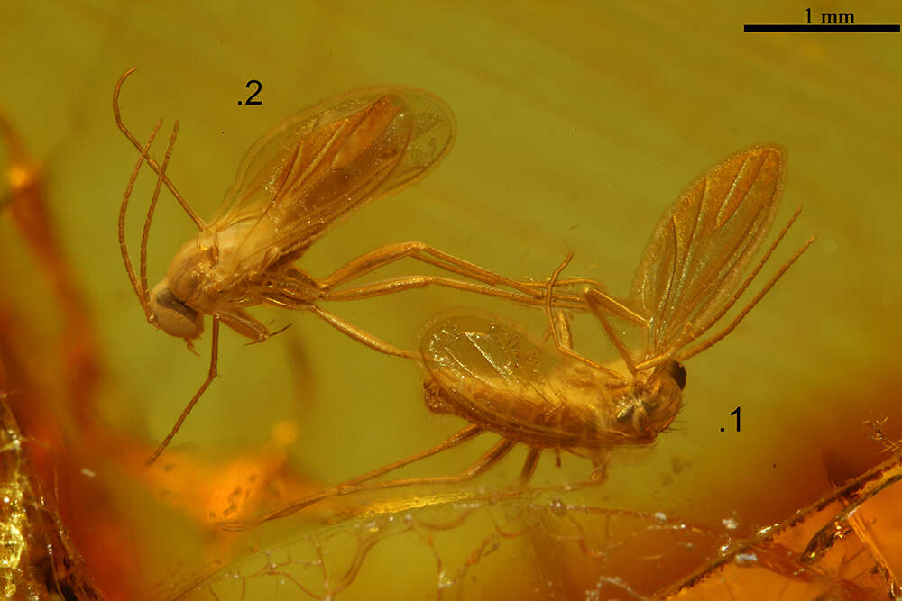 Image of dark-winged fungus gnats