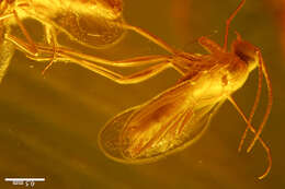 Image of dark-winged fungus gnats