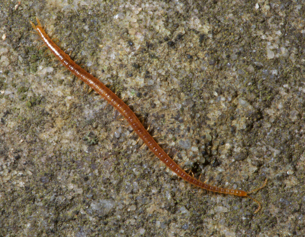 Image of earth centipedes