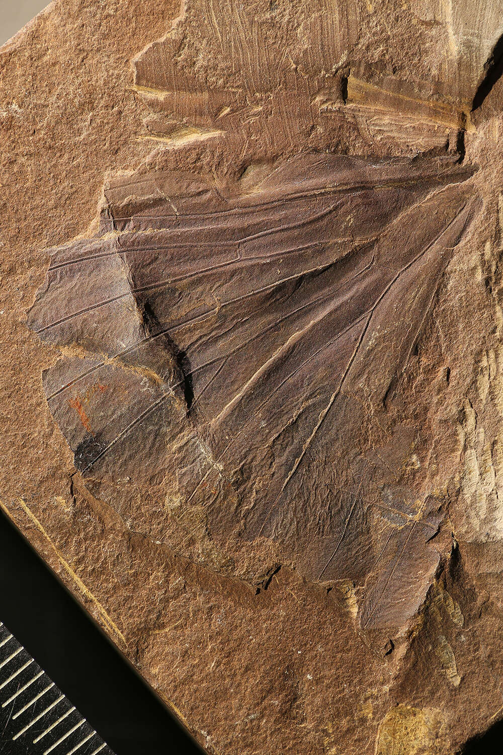 Plancia ëd Mesogereonidae