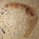 Image of <i>Dytiscus agassizi</i>