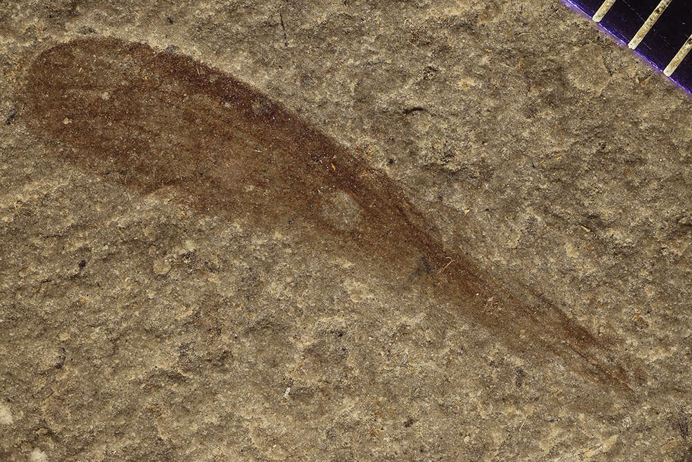 Image of Locustopsidae