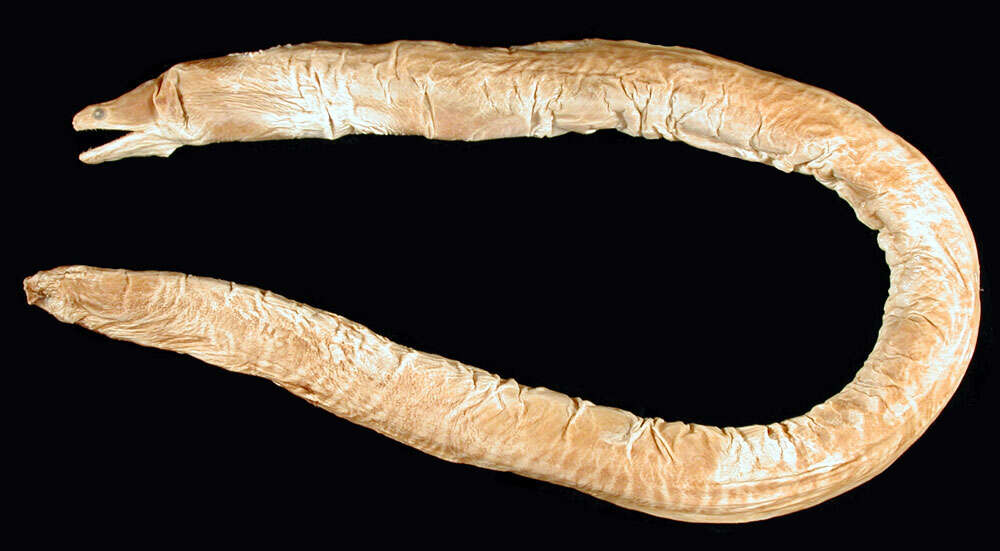 Image of Gymnothorax dorsalis Seale 1917