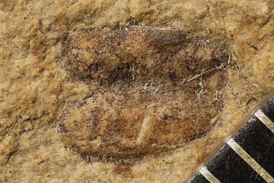 Image of water scavenger beetles