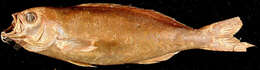 Image of Atlantic creolefish