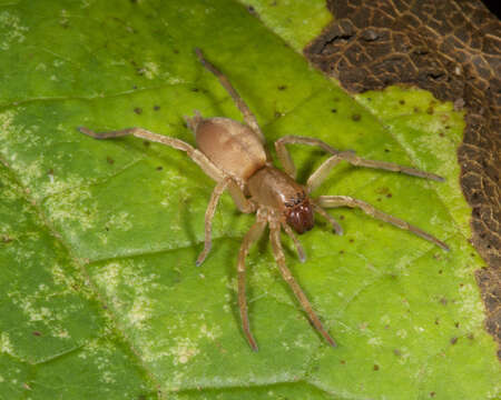 Image of sac spiders