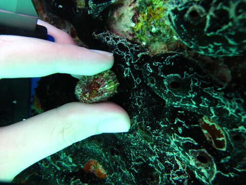 Image of Lister's key-hole limpet