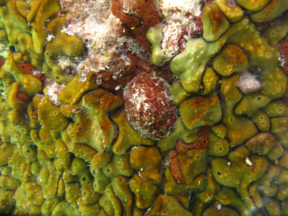 Image of Lister's key-hole limpet