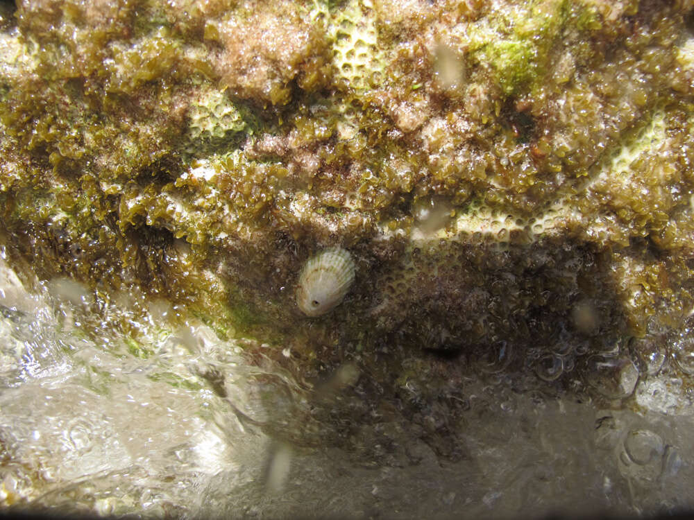 Image of Barbados key-hole limpet