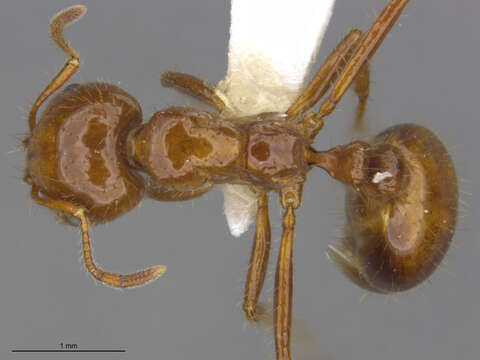 Image of Red imported fire ant