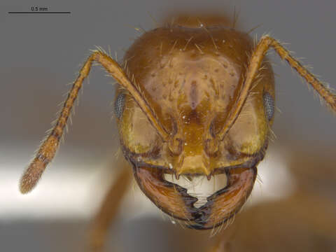 Image of Red imported fire ant