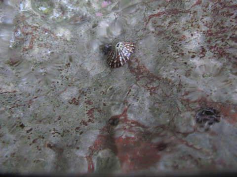 Image of knobbed keyhole limpet