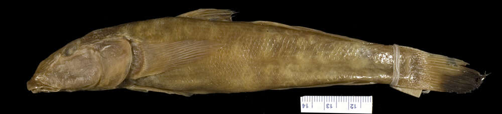 Image of River goby