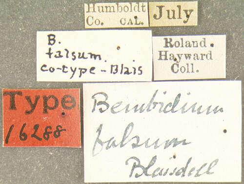 Image of Bembidion (Plataphus) falsum Blaisdell 1902