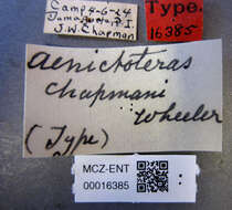 Aenictoteras chapmani Wheeler & W. M. 1932 resmi