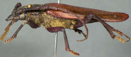 Image of Derobrachus asperatus Bates 1878