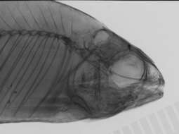 Image of Neolebias trewavasae Poll & Gosse 1963