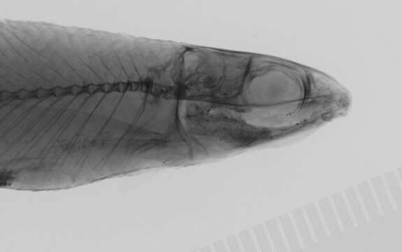 Image of Nannocharax intermedius Boulenger 1903