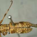 Image of Microcanus minor (Bates 1885)