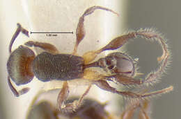 Image of <i>Temnothorax splendens</i>