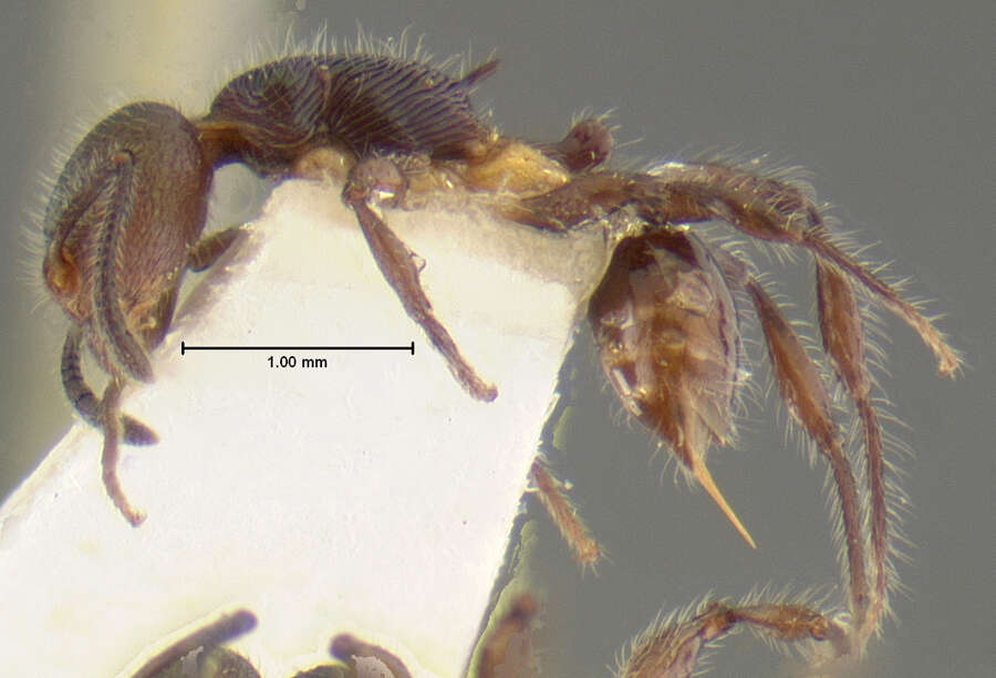 Image of <i>Temnothorax splendens</i>