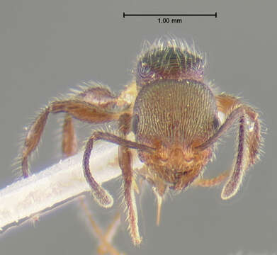 Image of <i>Temnothorax splendens</i>