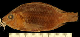 Image of Mango tilapia