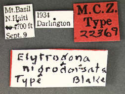 Image of Elytrogona nigrodorsata Blake 1937