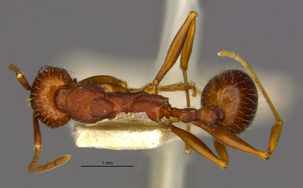 Image of Aphaenogaster miamiana Wheeler 1932