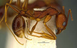 Image of Aphaenogaster miamiana Wheeler 1932