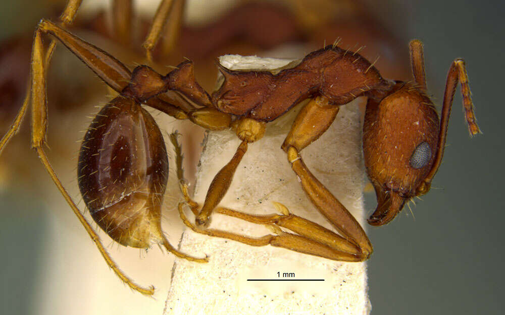 Image of Aphaenogaster miamiana Wheeler 1932