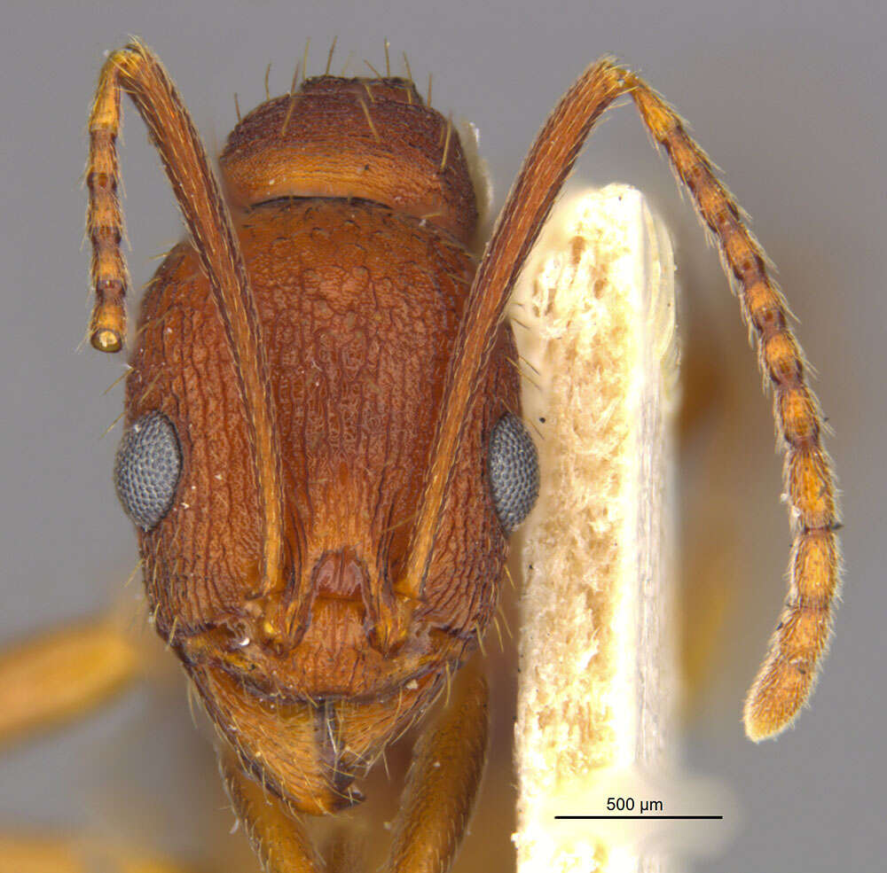 Image of Aphaenogaster miamiana Wheeler 1932