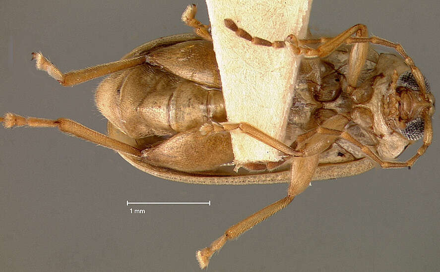 Image of Dorynota (Dorynota) pubescens (Blake 1939)