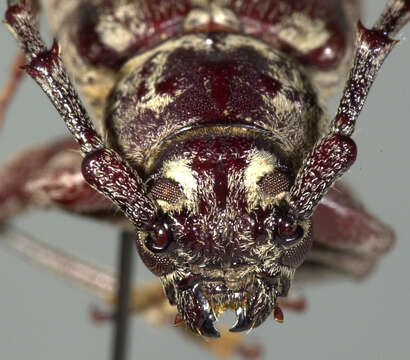 صورة Elaphidion androsensis Fisher 1942