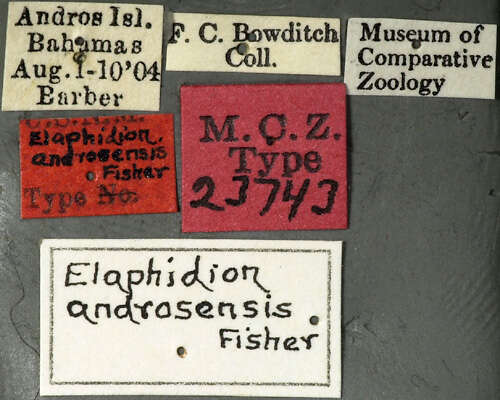 Image of Elaphidion androsensis Fisher 1942