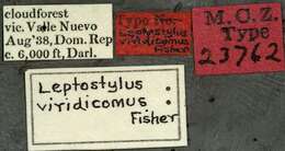 Image of Leptostylopsis viridicomus (Fisher 1942)