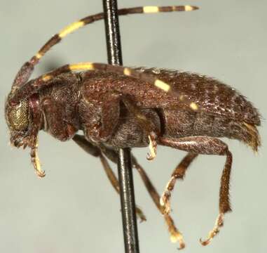 Image of Estola annulicornis Fisher 1942